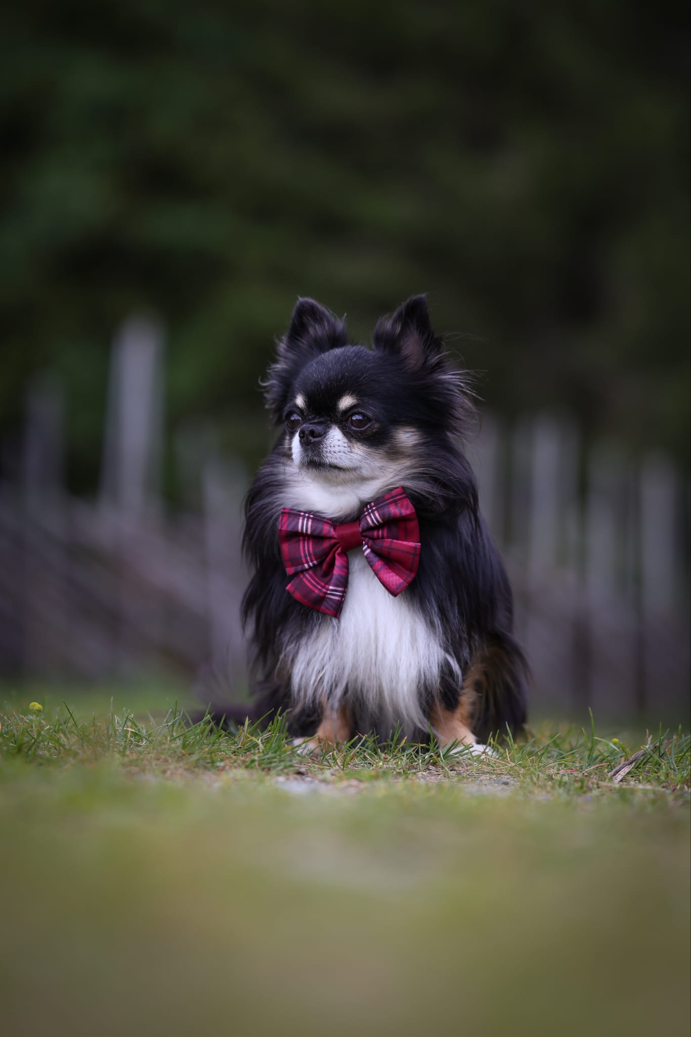 Heritage Sailor Bow Tie - Merlot Manor