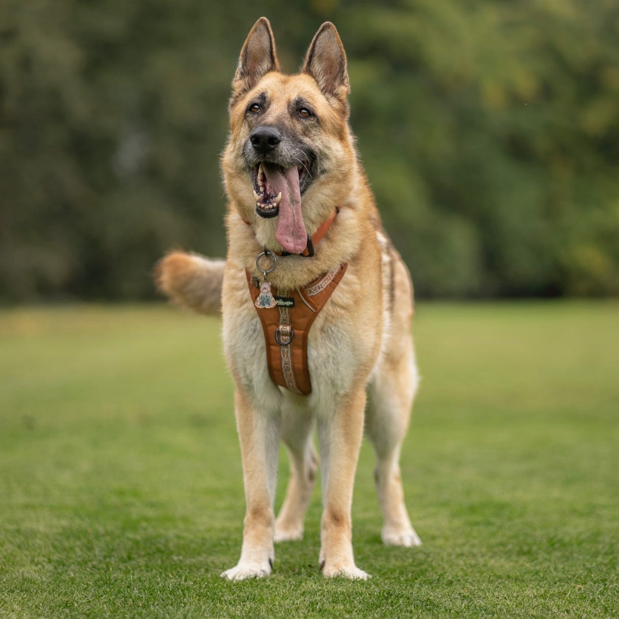 Hike & Go™ Harness - Gingerbread Frosting