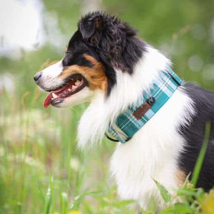 Heritage Martingale Collar - Pheasant Green