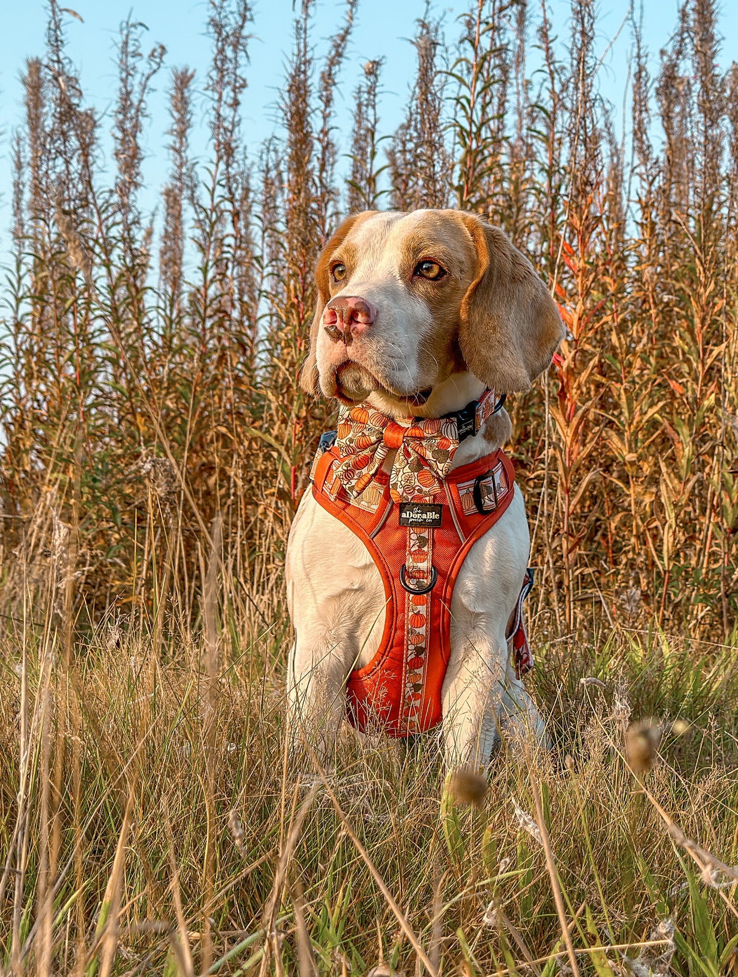 Hike & Go™ Harness - Pumpkin Fields