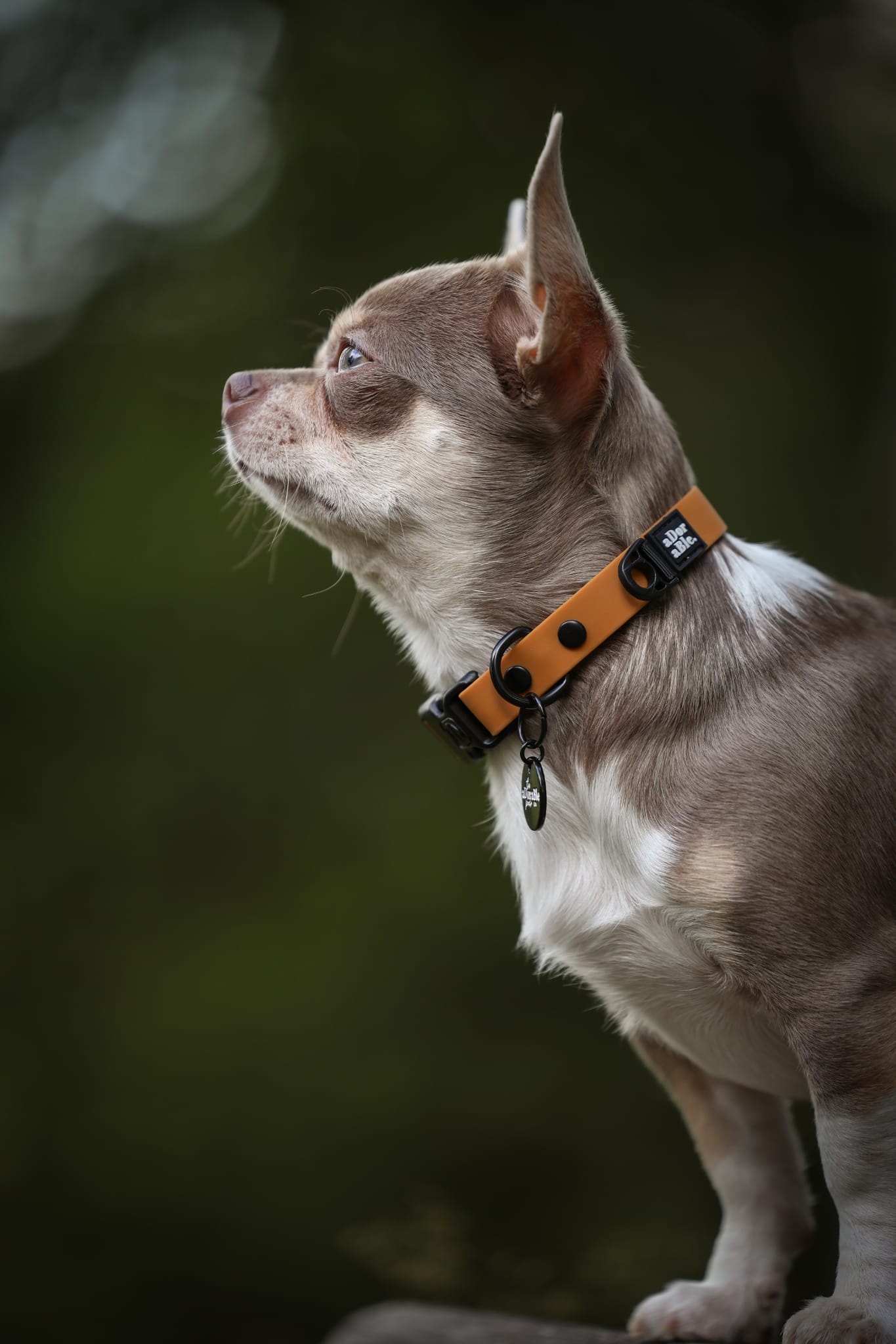 HydroFlex Lite™ Dog Collar - Gingerbread