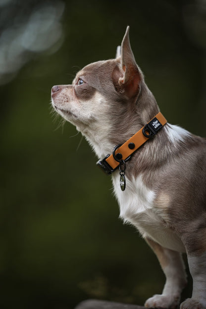 HydroFlex Lite™ Dog Collar - Gingerbread