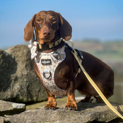 Hike & Go Lite™ Harness - Spring Garden