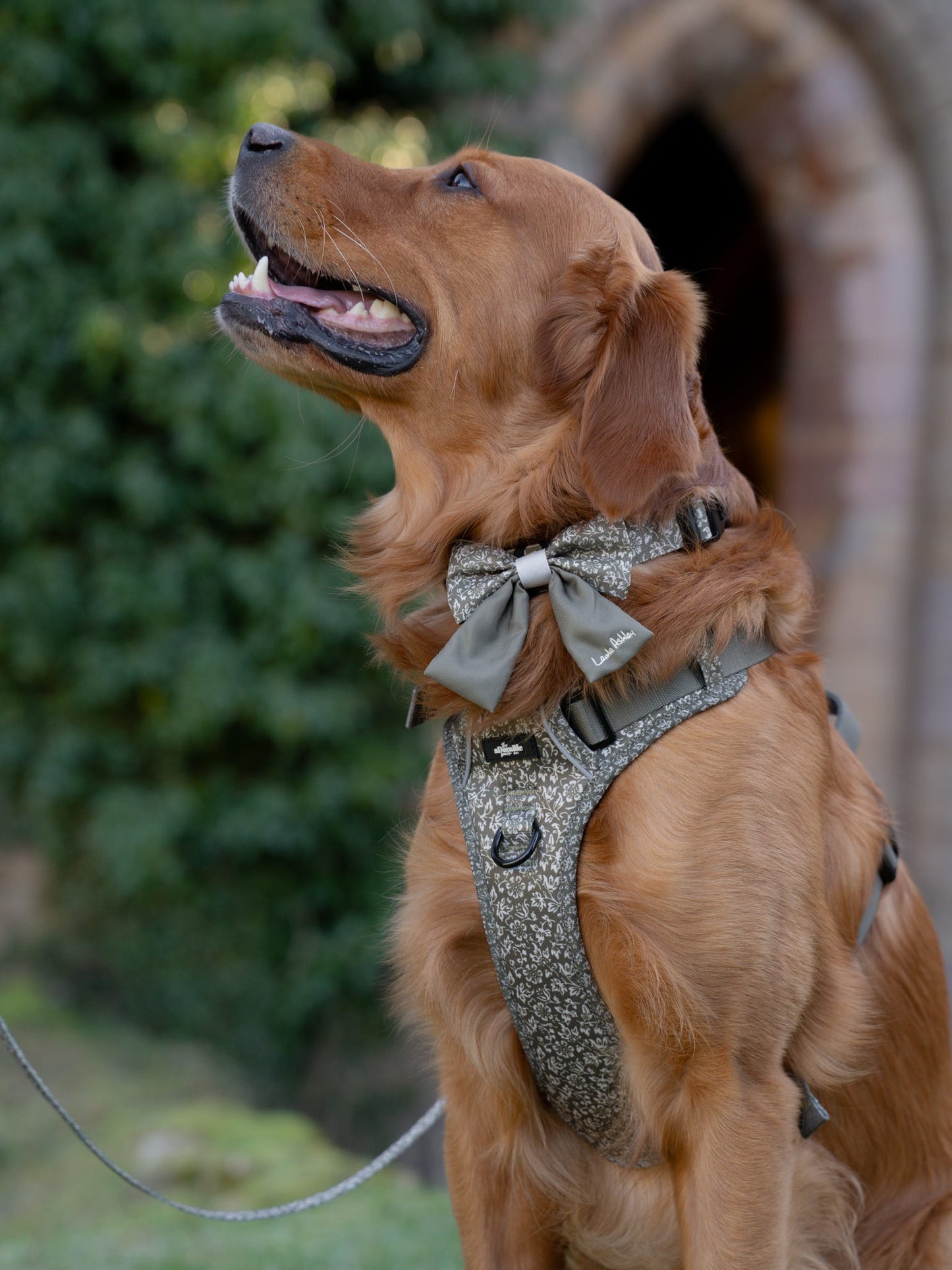 Laura Ashley Dog Harness - Sweet Alyssum