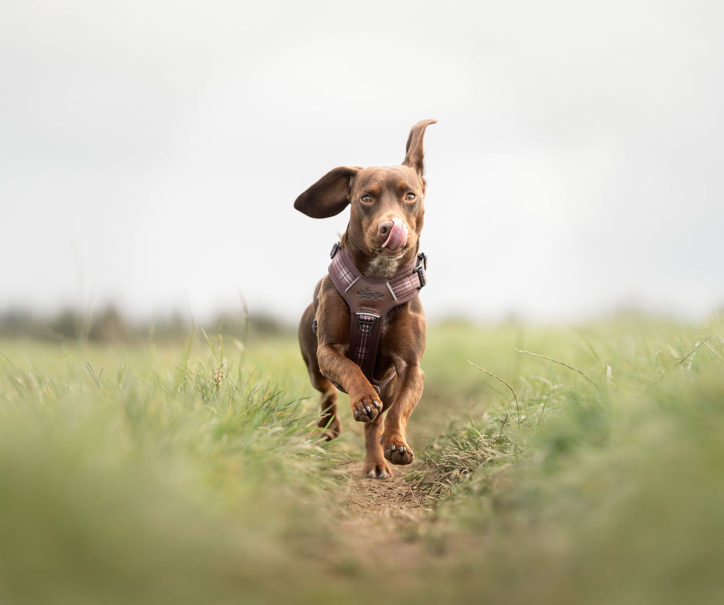 Streamline Pro™ Dog Harness - Heritage Collection - Truffle Brown