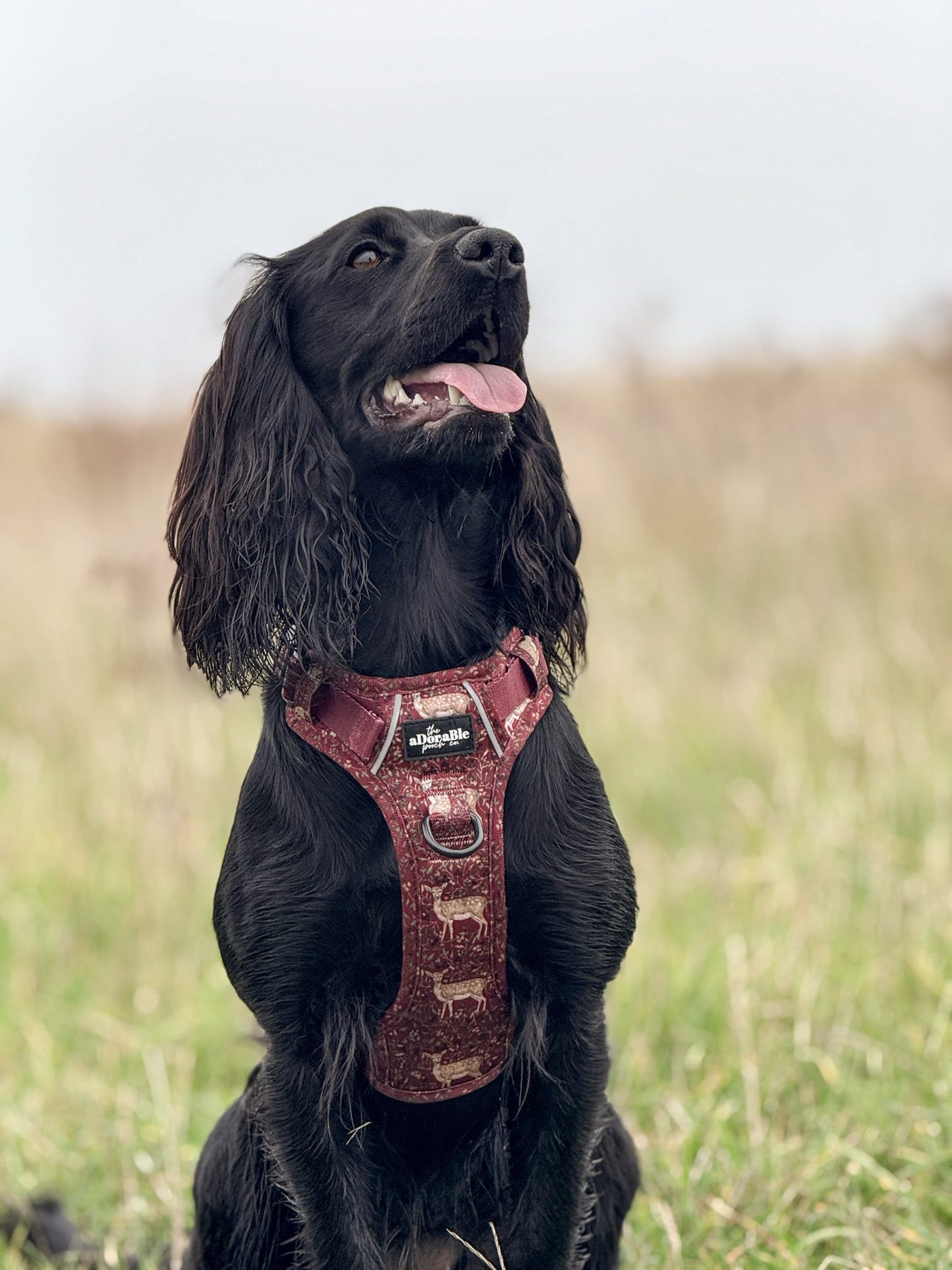 Hike & Go Lite™ Harness - Winter Fawn