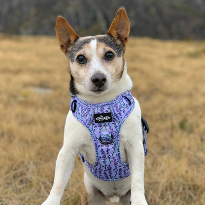 Hike & Go Lite™ Harness - Lavender Haze