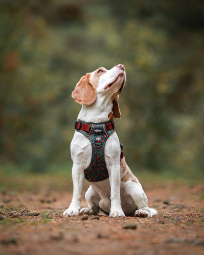 Hike & Go Lite™ Harness - Holly & Ivy