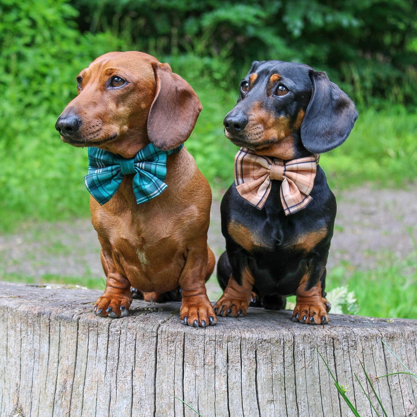 Heritage Sailor Bow Tie - Pheasant Green