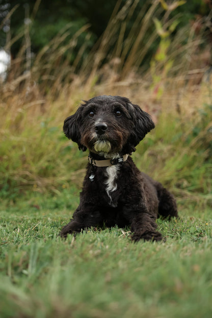 HydroFlex Lite™ Dog Collar - Stone