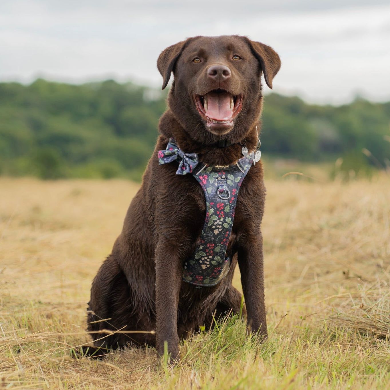 Hike & Go Lite™ Harness - Bramble Berry