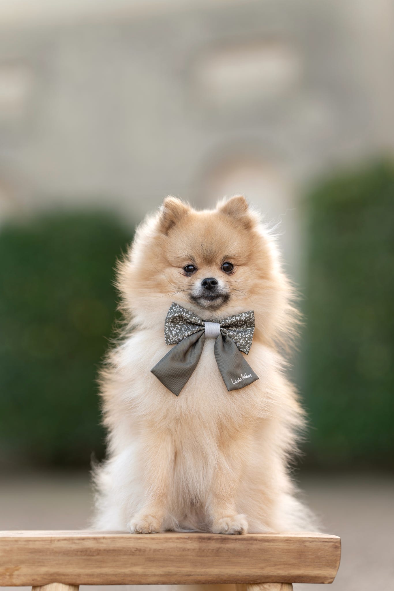 Small dog wearing a sailor bow tie sitting on a wooden surface with a blurred background