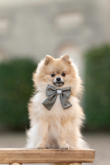 Small dog wearing a sailor bow tie sitting on a wooden surface with a blurred background