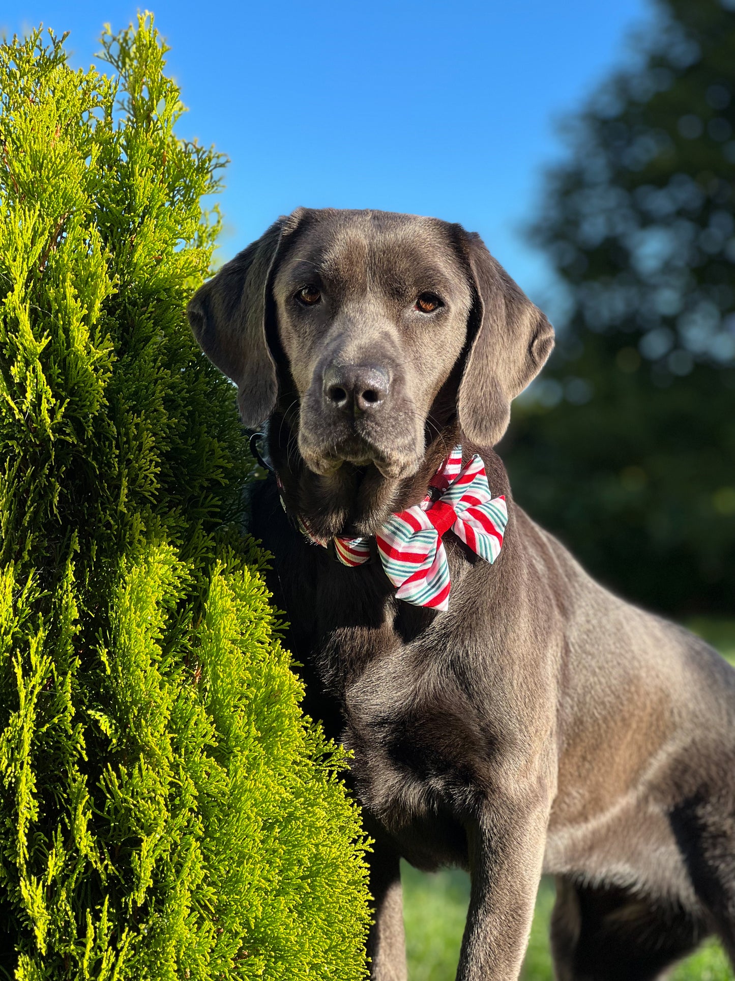 Sailor Bow Tie - Candy Cane Swirl