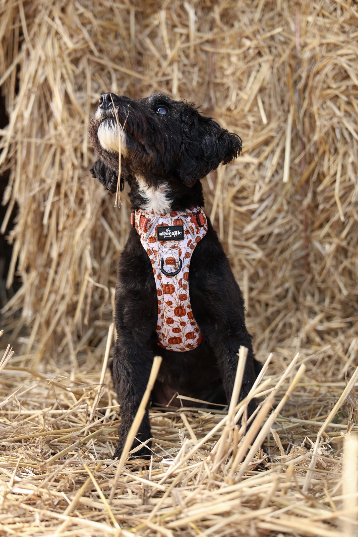 Hike & Go™ Harness - Pumpkin Farm