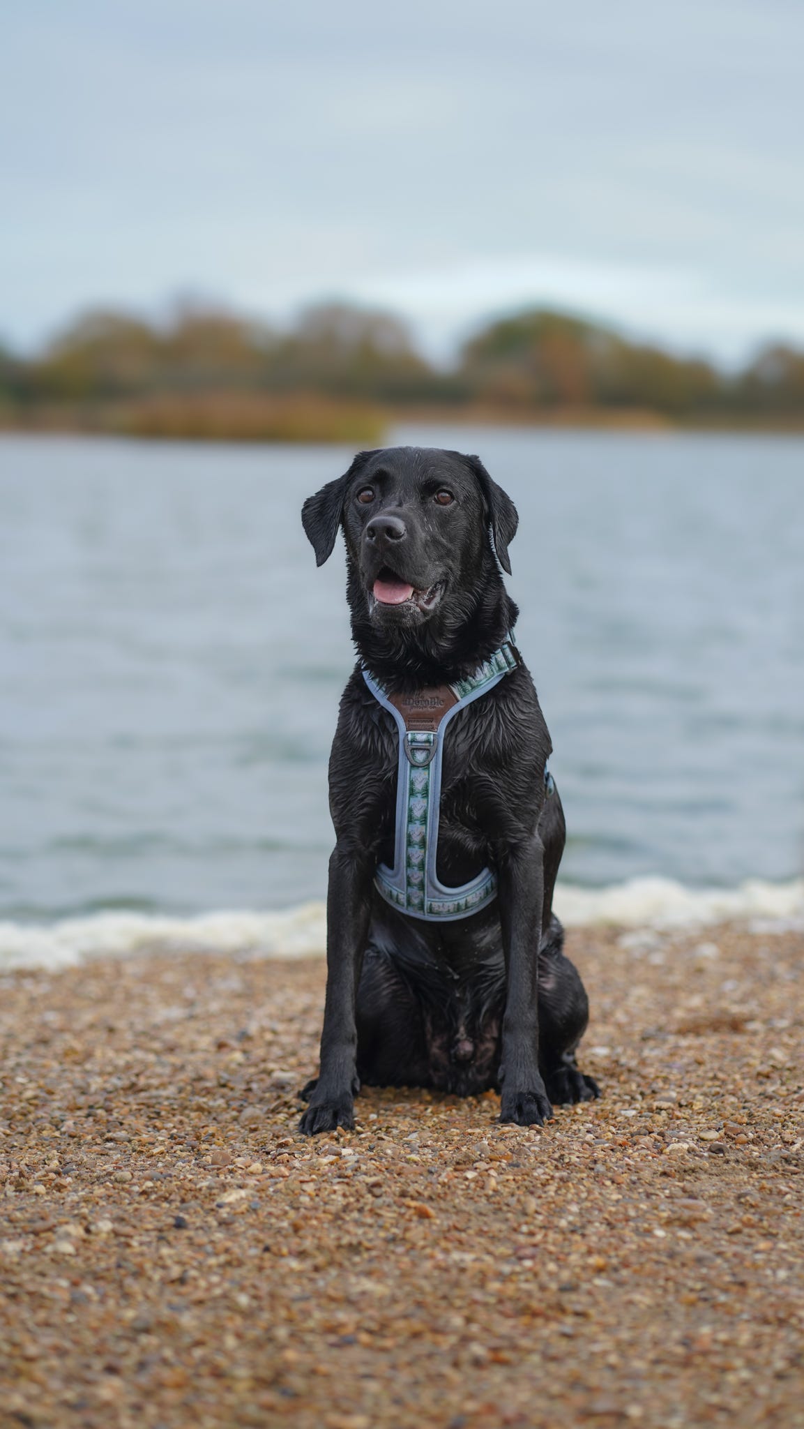 Streamline Pro™ Dog Harness - Daydream Heights