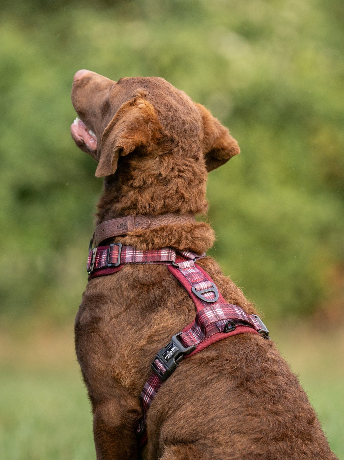 Streamline Pro™ Dog Harness - Heritage Collection - Merlot Manor
