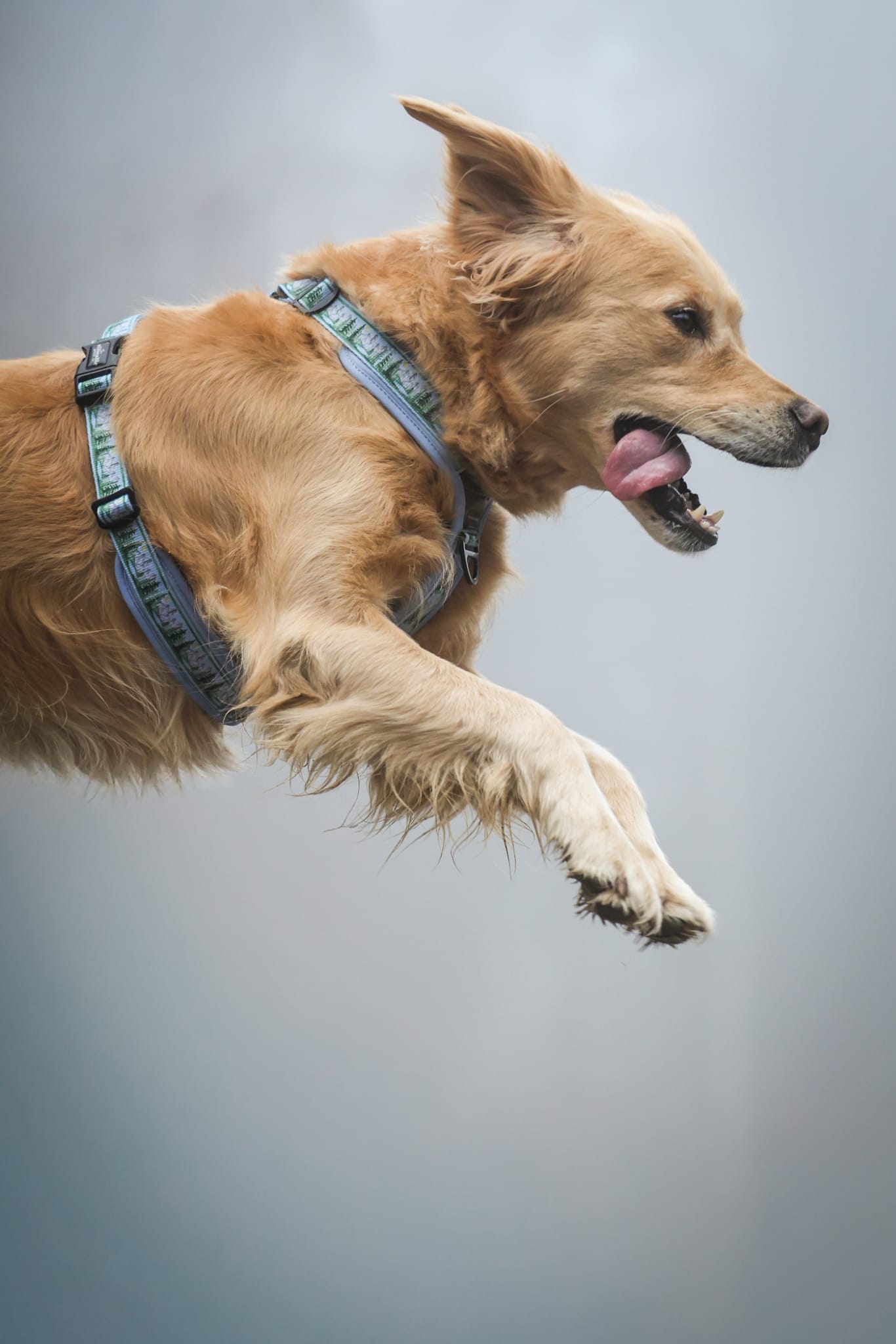 Streamline Pro™ Dog Harness - Daydream Heights