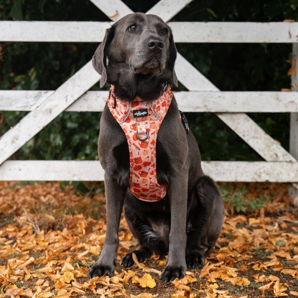 Hike & Go Lite™ Harness - Pumpkin Harvest