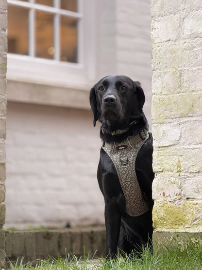 Laura Ashley Dog Harness - Sweet Alyssum
