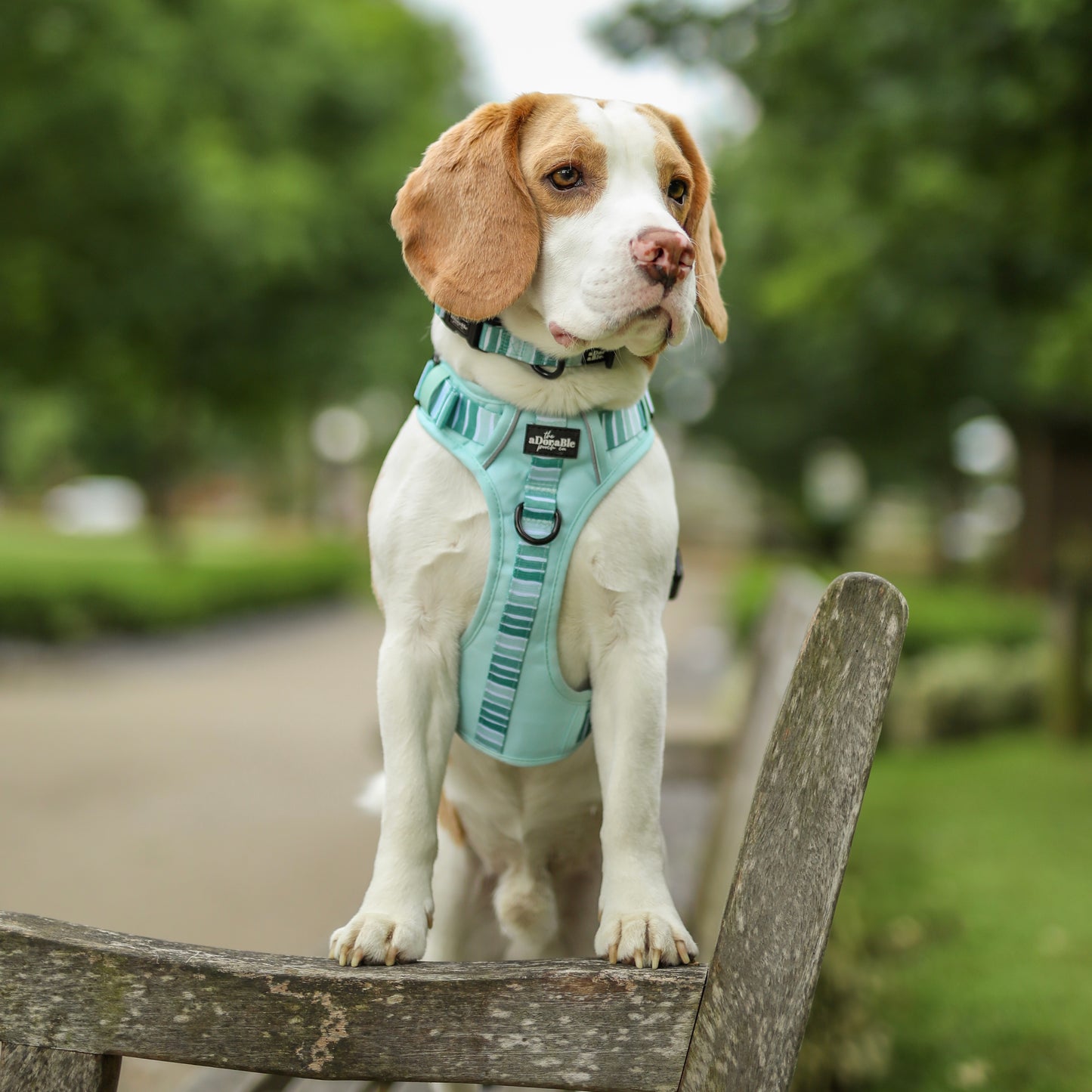 Hike & Go™ Harness - Hint Of Mint