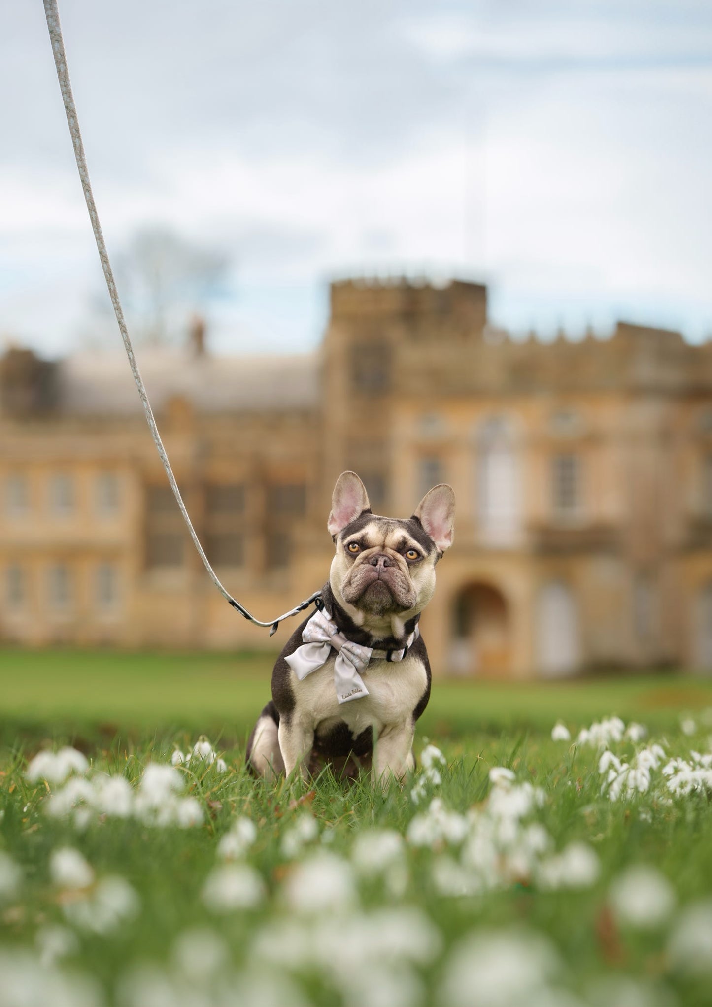 Dog on a lead wearing a sailor bow tie in front of a large historic building