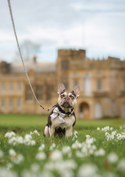Dog on a lead wearing a sailor bow tie in front of a large historic building