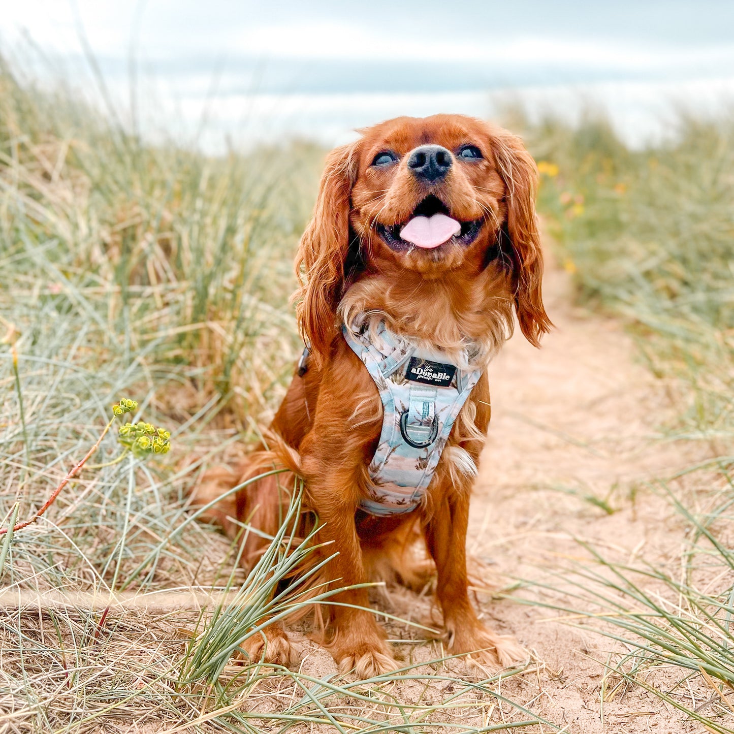 Hike & Go Lite™ Harness - Coastal Beach Grass