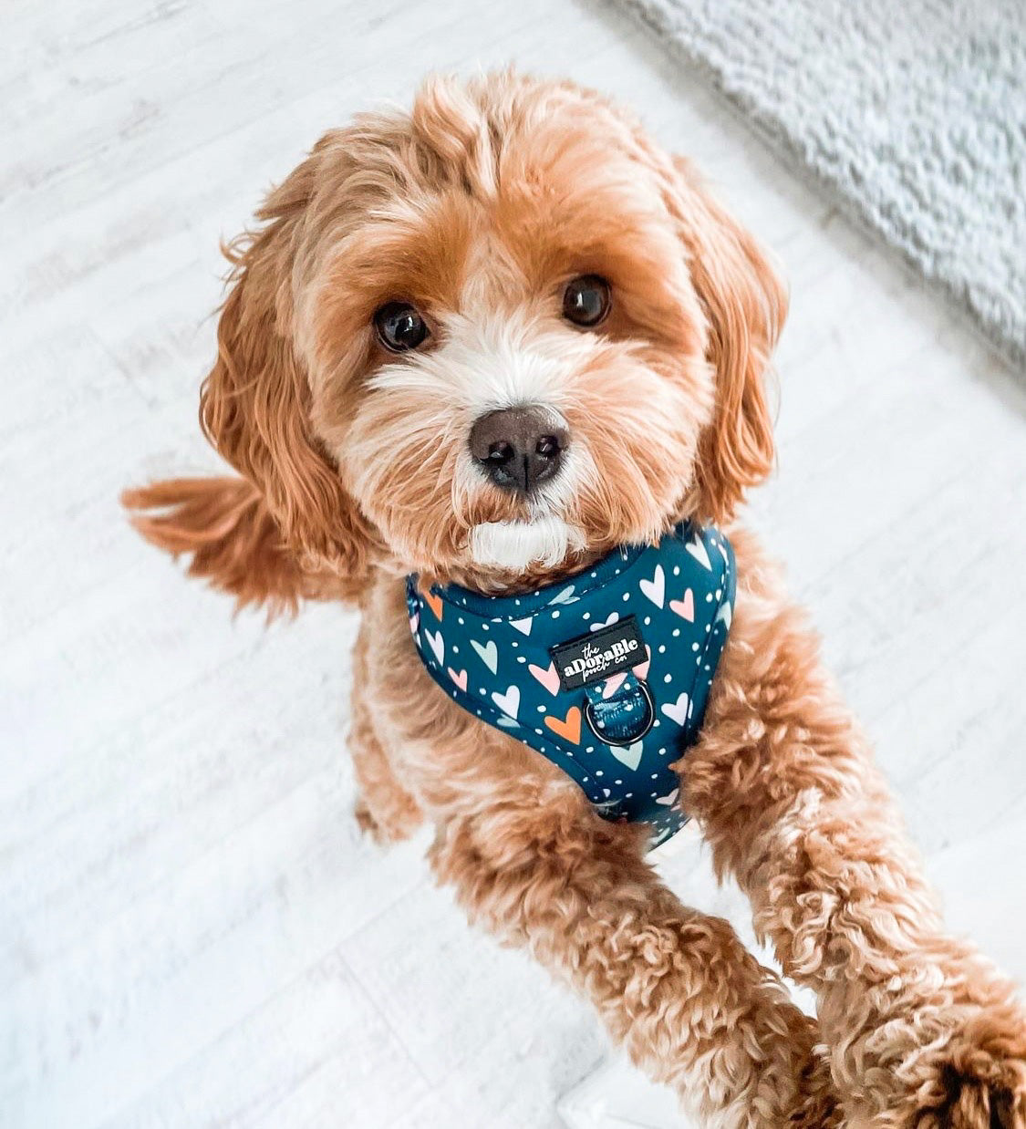 Adjustable Harness - Lots Of Love