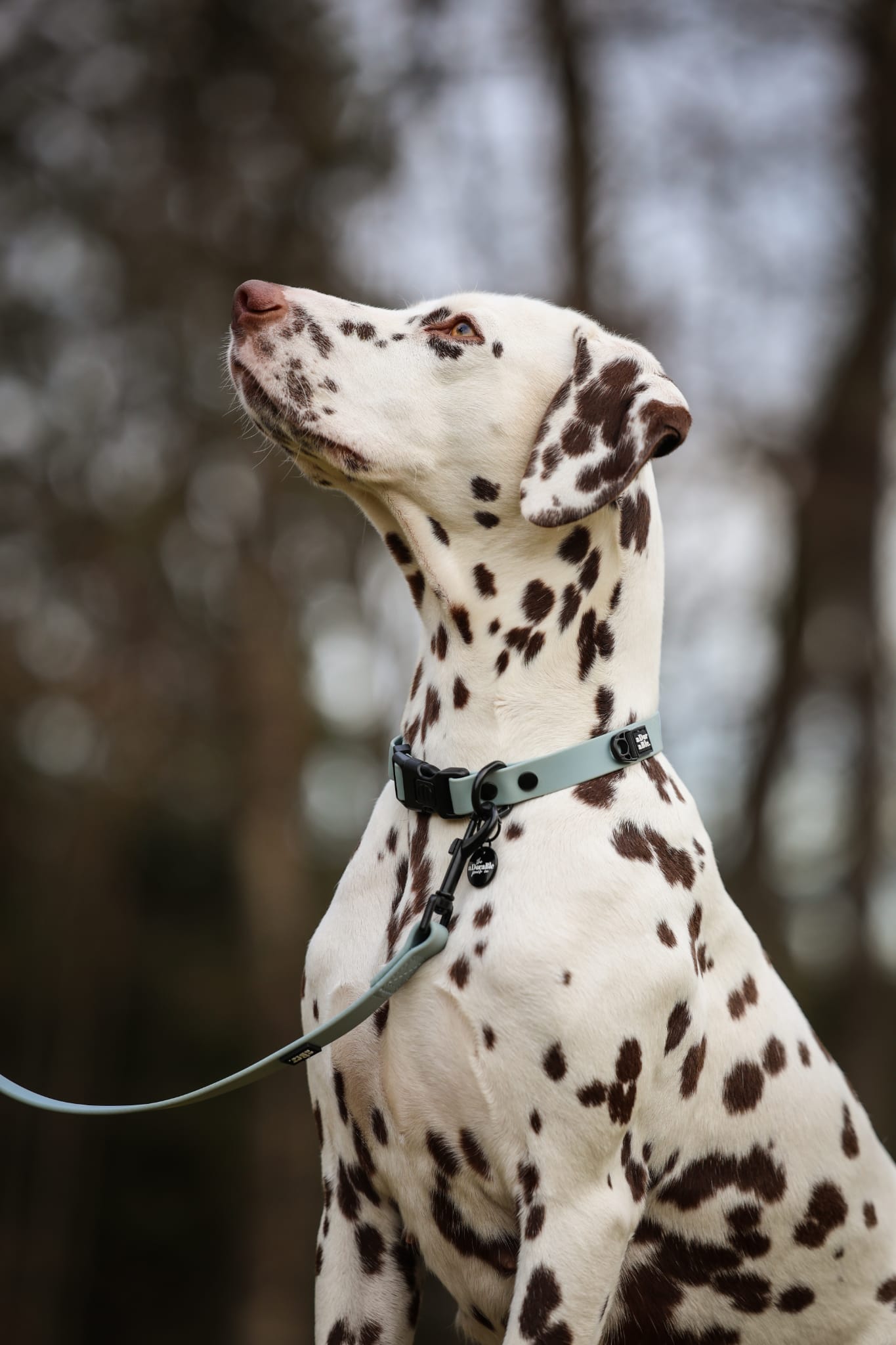 HydroFlex Lite™ Dog Collar - Sky Blue