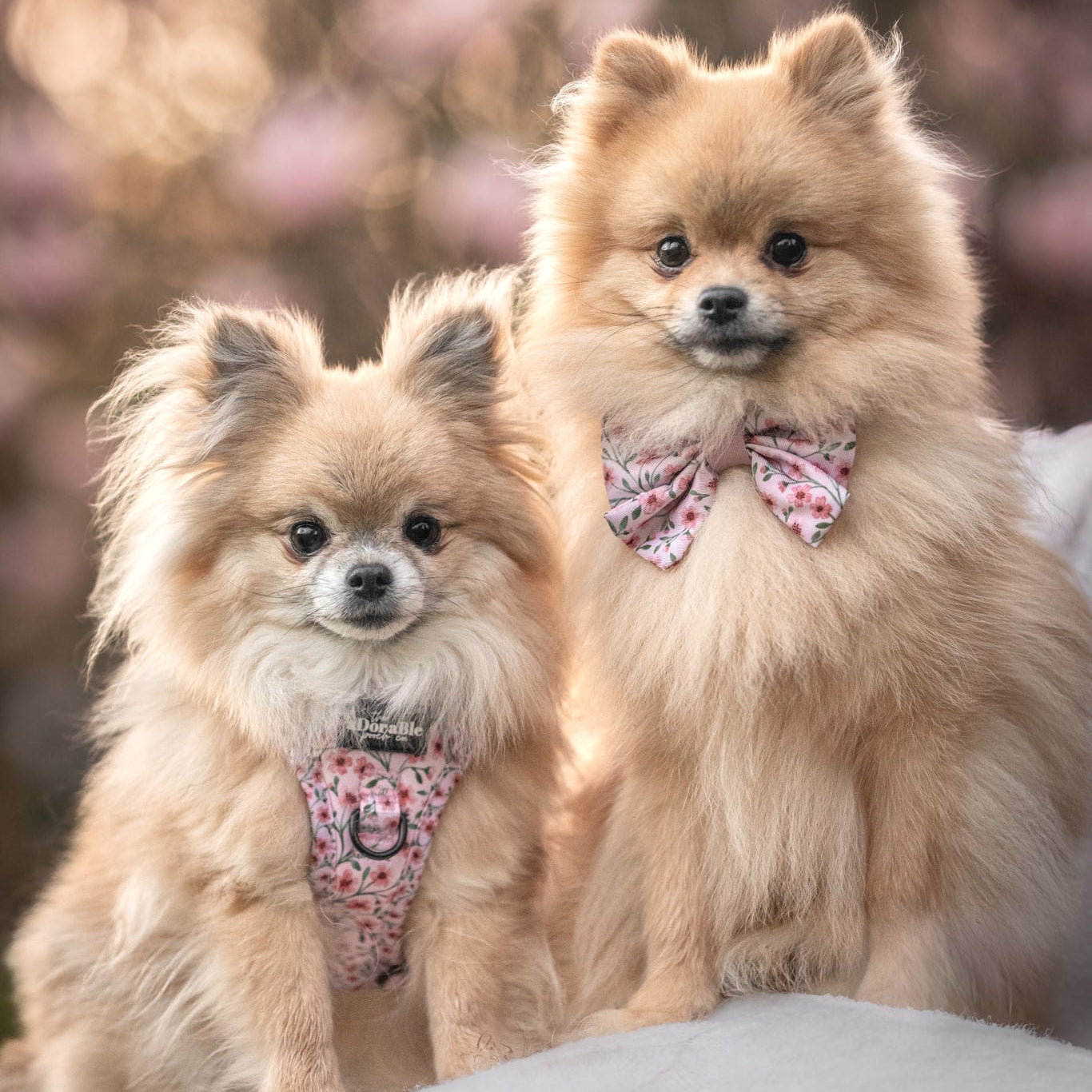 Two small dogs wearing floral collars sitting together with a blurred floral background