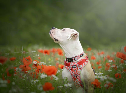 Collar - Painted Poppies