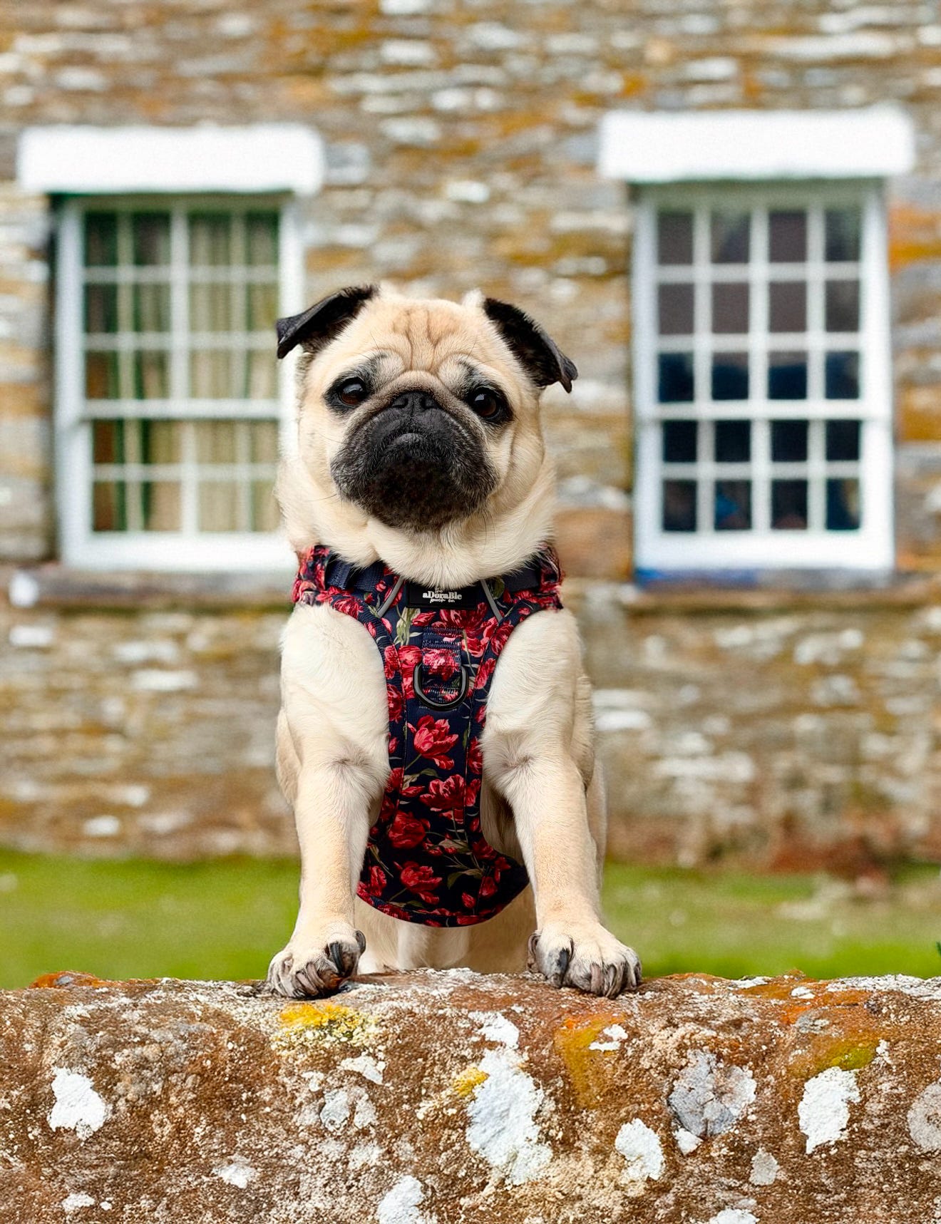 Laura Ashley Dog Harness - Gosford Meadow