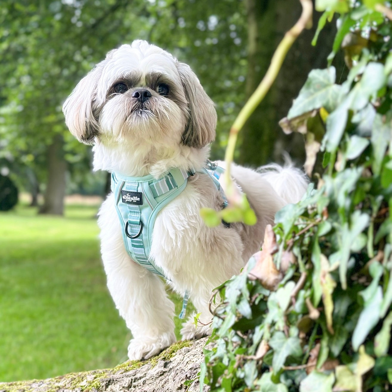 Hike & Go™ Harness - Hint Of Mint