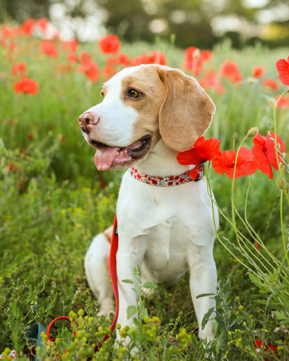 Collar - Painted Poppies