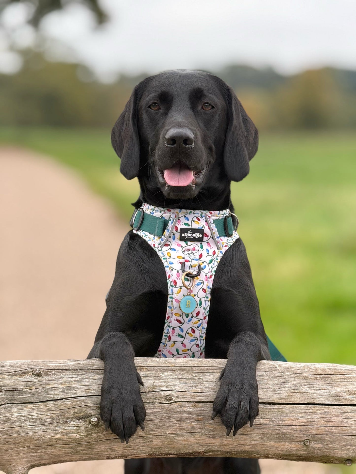 Hike & Go Lite™ Harness - Festive Lights
