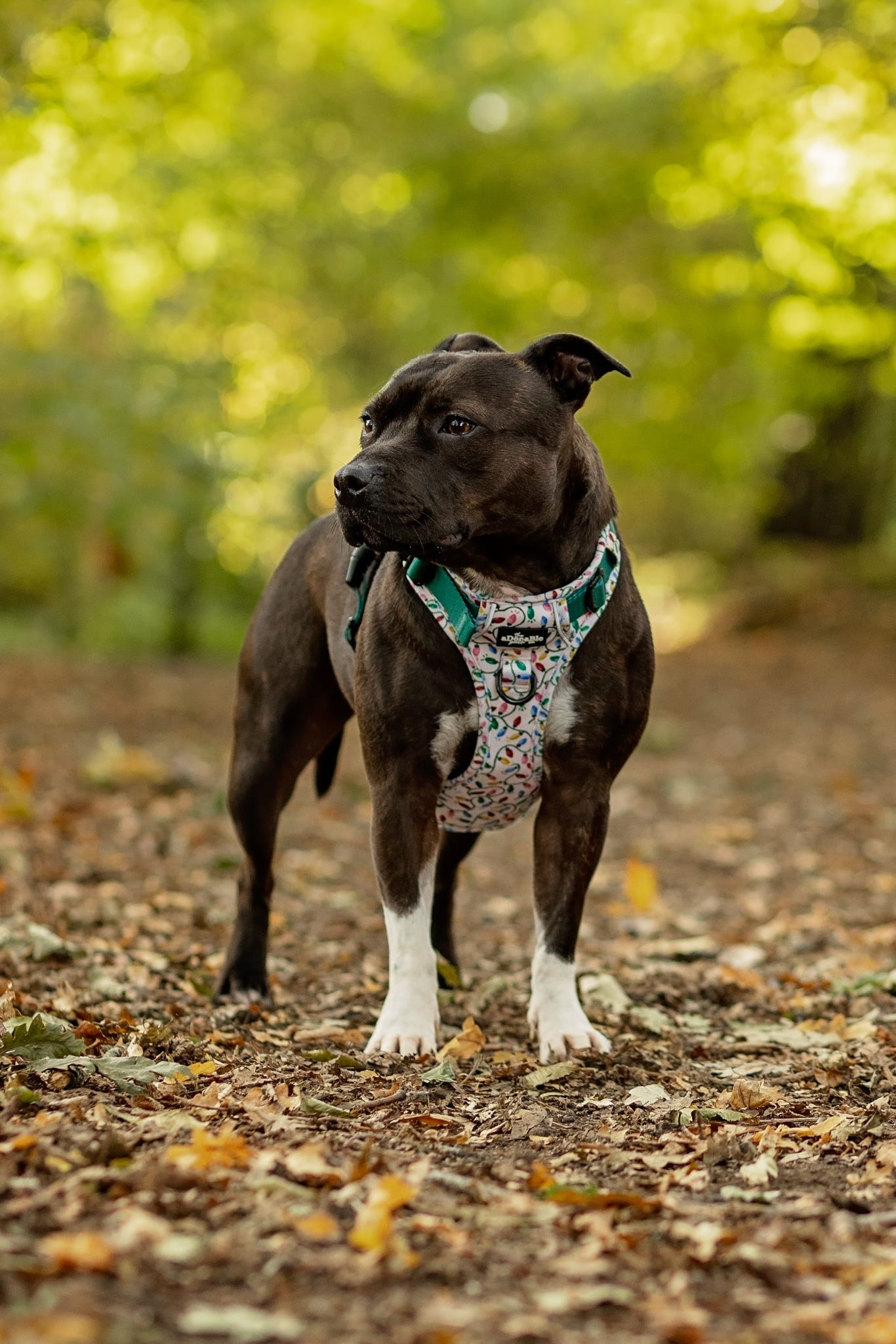 Hike & Go Lite™ Harness - Festive Lights