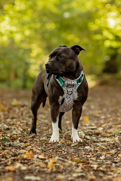 Hike & Go Lite™ Harness - Festive Lights