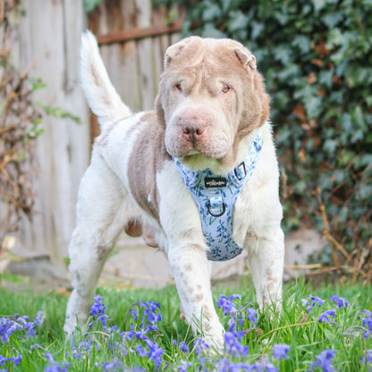 Hike & Go Lite™ Harness - Bluebell Bliss