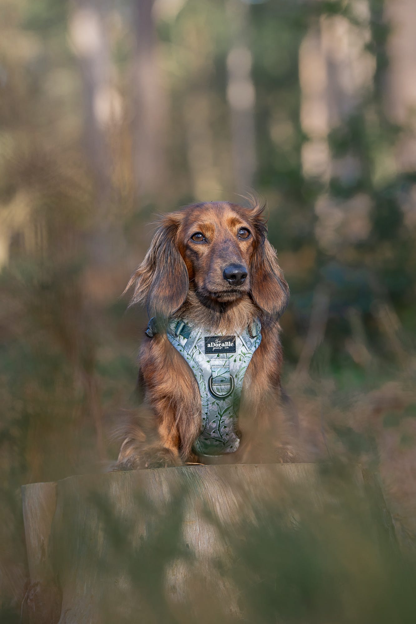 Hike & Go Lite™ Harness - Silent Snowdrops