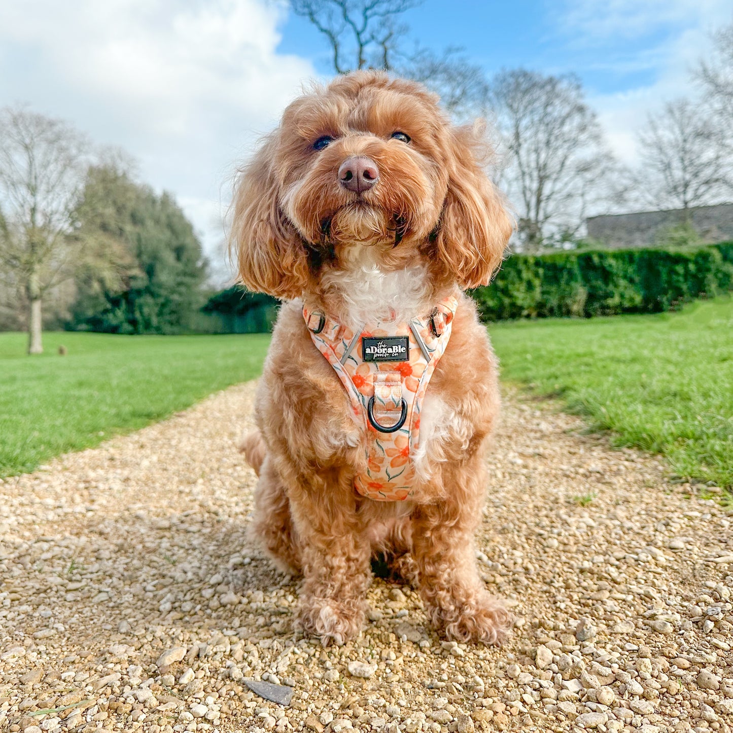 Hike & Go Lite™ Harness - Delicate Daffodils