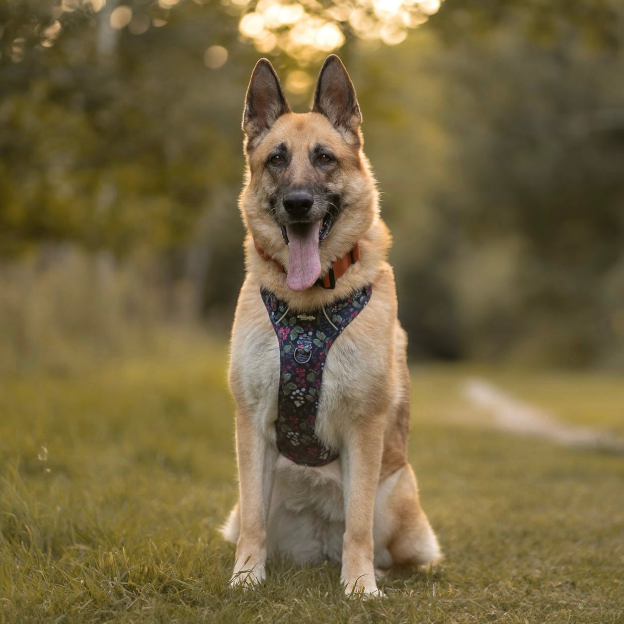 Hike & Go Lite™ Harness - Bramble Berry