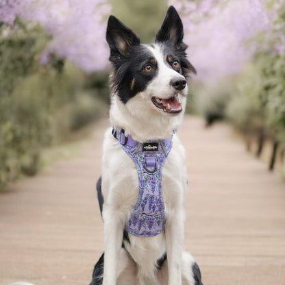 Hike & Go Lite™ Harness - Wisteria Waltz