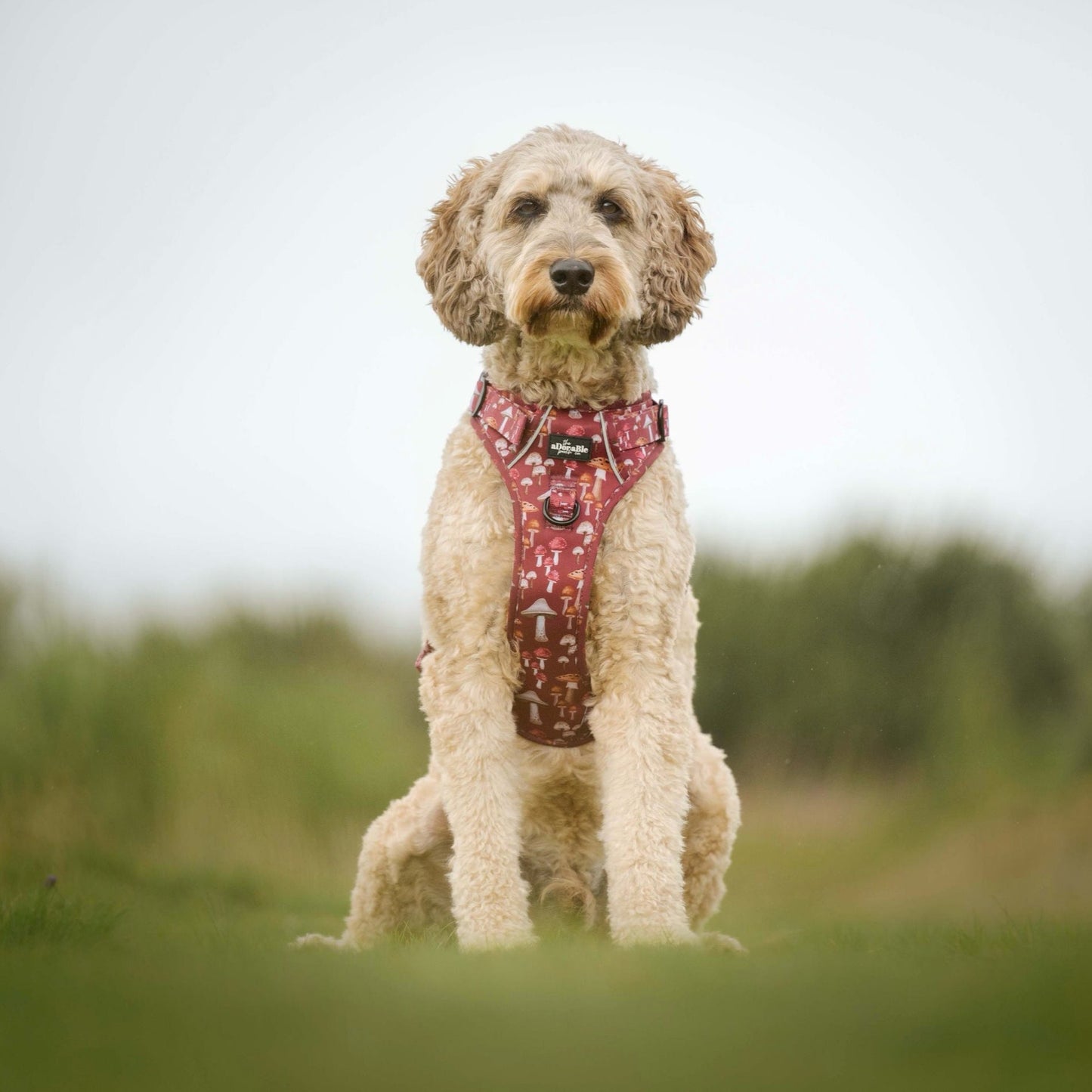 Hike & Go Lite™ Harness - Mulberry Mushrooms