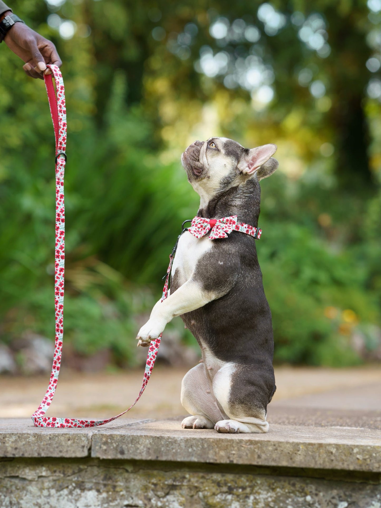 Collar - Painted Poppies