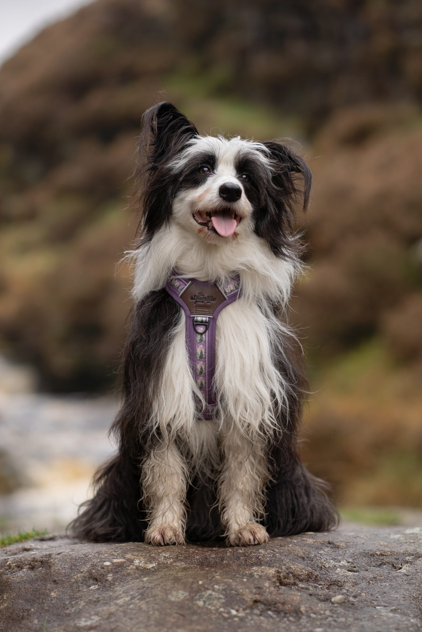 Streamline Pro™ Dog Harness - Moonlit Pines