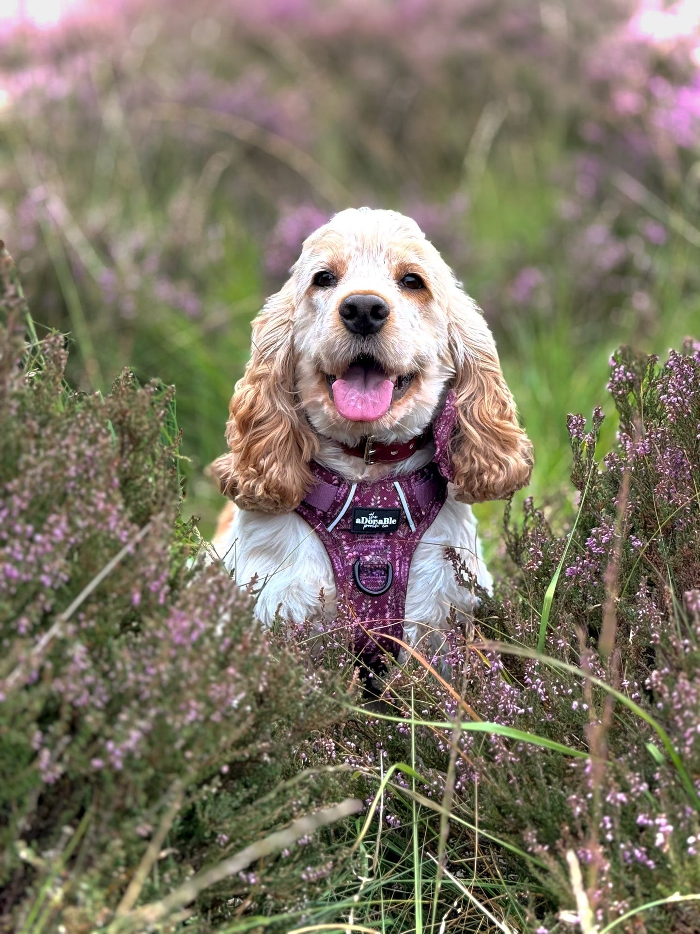 Hike & Go™ Harness - Highland Heather