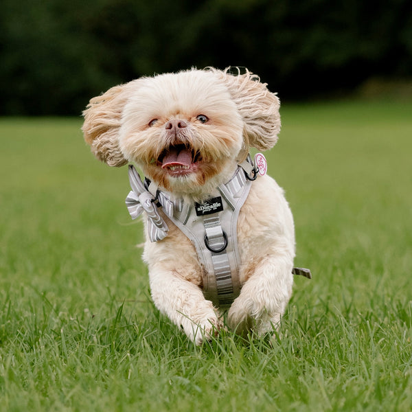 Hike & Go™ Harness - Coconut Cream