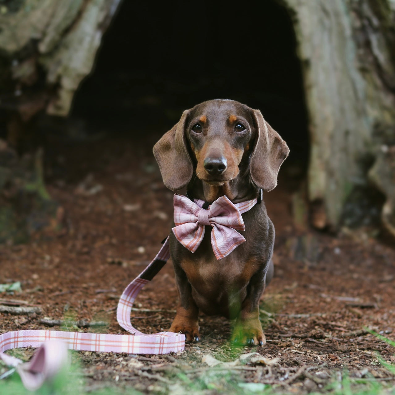 Heritage Sailor Bow Tie - Strawberry Cottage