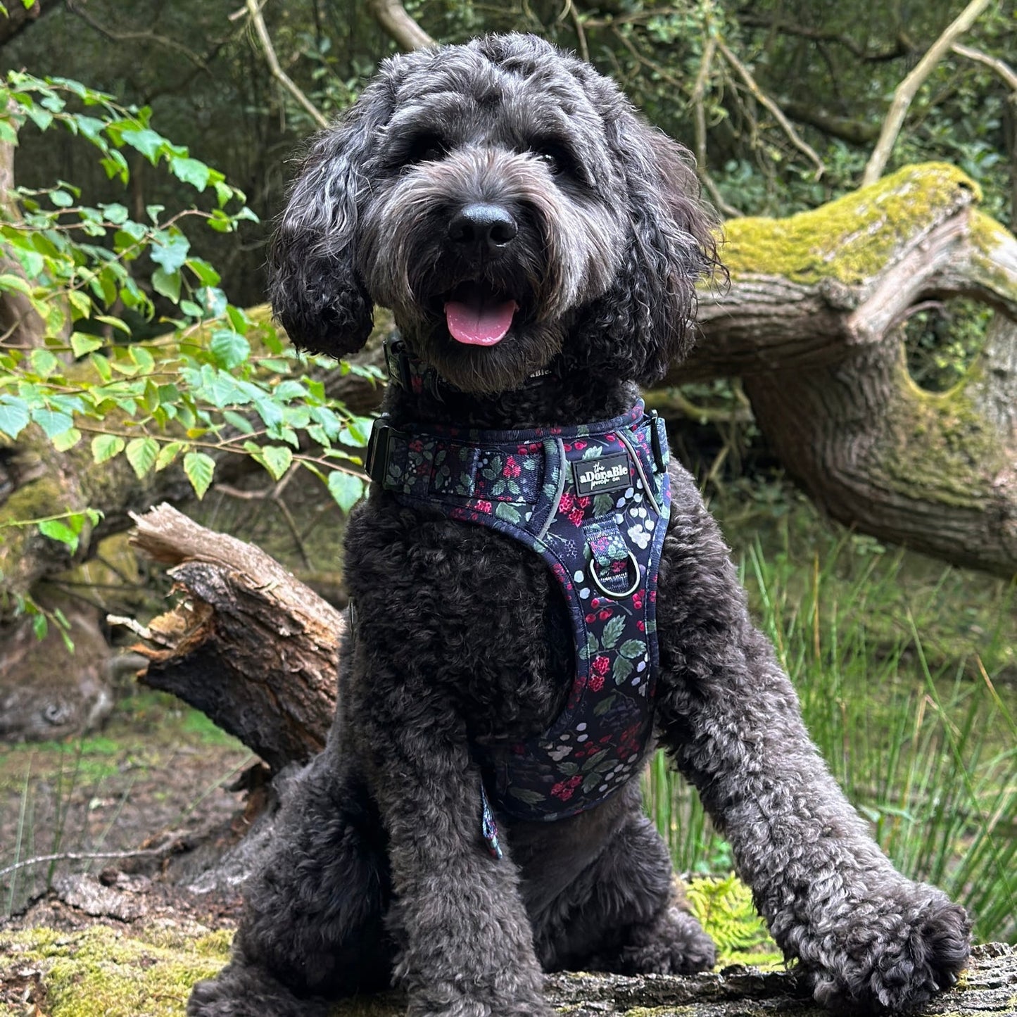 Hike & Go Lite™ Harness - Bramble Berry